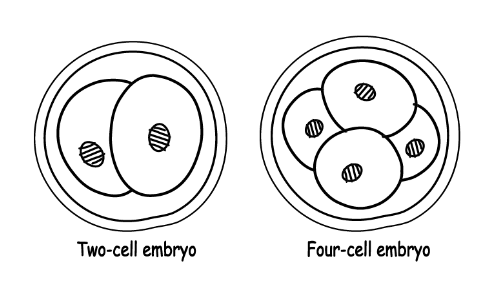 Two-cell embryo and four-cell embryo