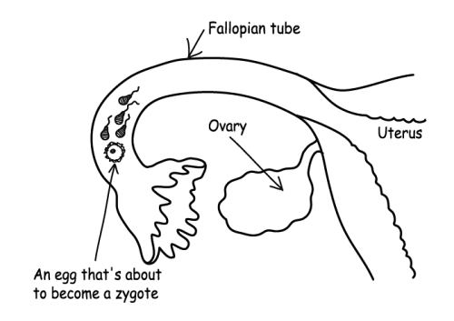 Fertilised egg in fallopian tube
