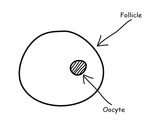 Follicle and oocyte