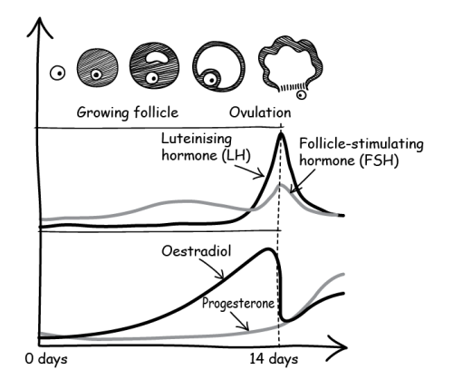 Chart showing fluctuating hormone levels during a menstrual cycle or IVF