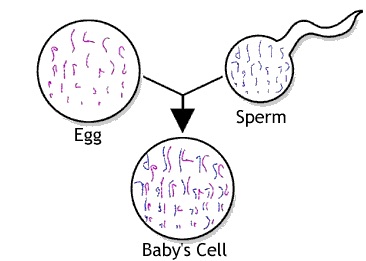 23 chromosomes from the egg, and 23 chromosomes from the sperm