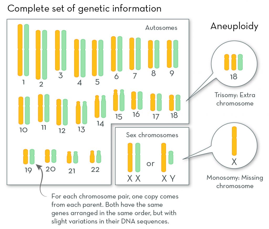 Examples of trisomy and monosomy