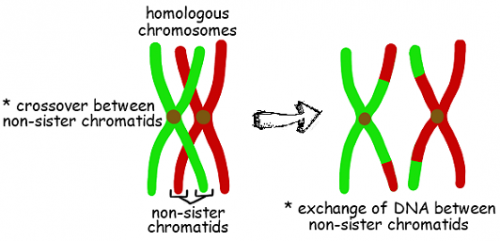 Meiosis Stage 1