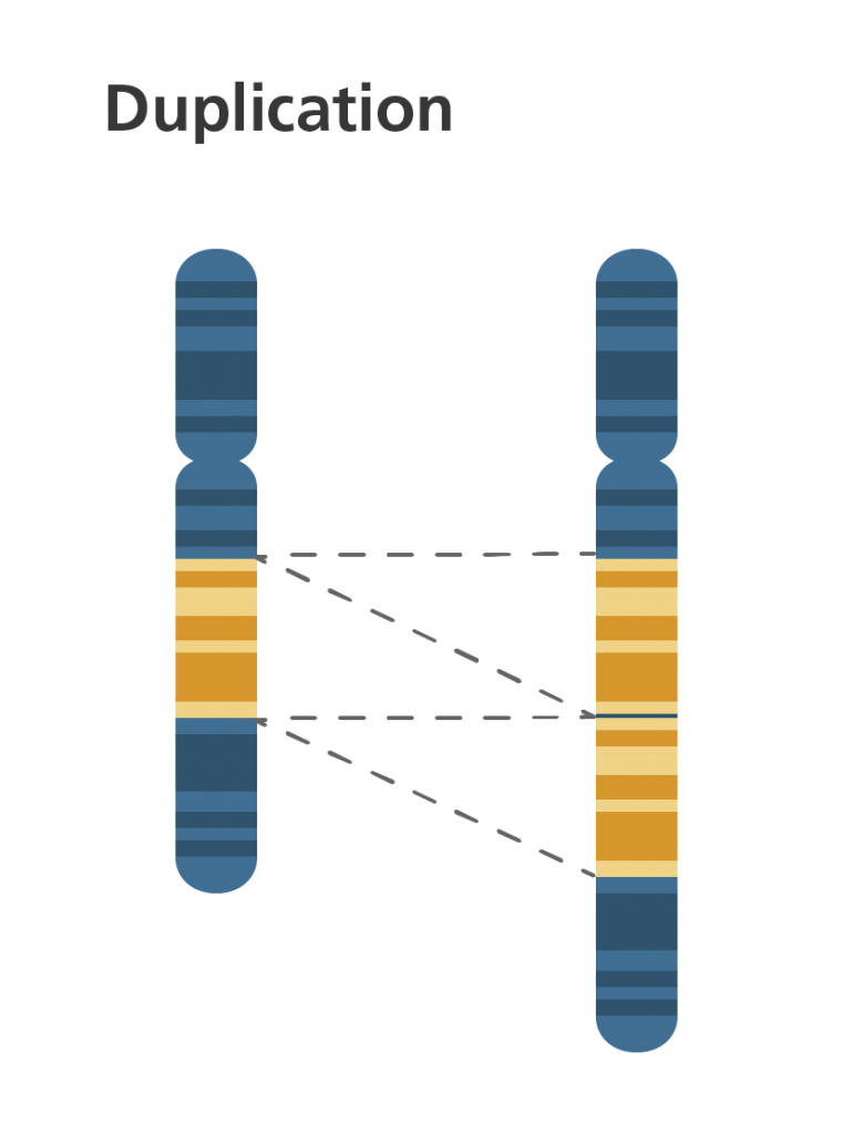 Chromosomal duplication