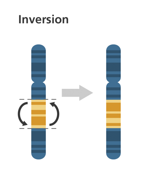 Chromosomal inversion