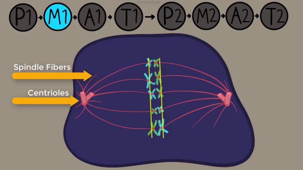 Meiosis Stage 1