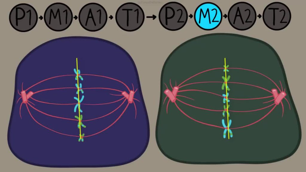 Meiosis Stage 2