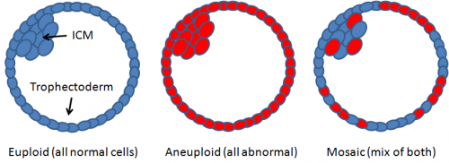 Difference between euploid, aneuploid, and mosaic embryos