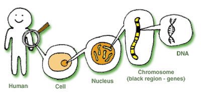 One chromosome