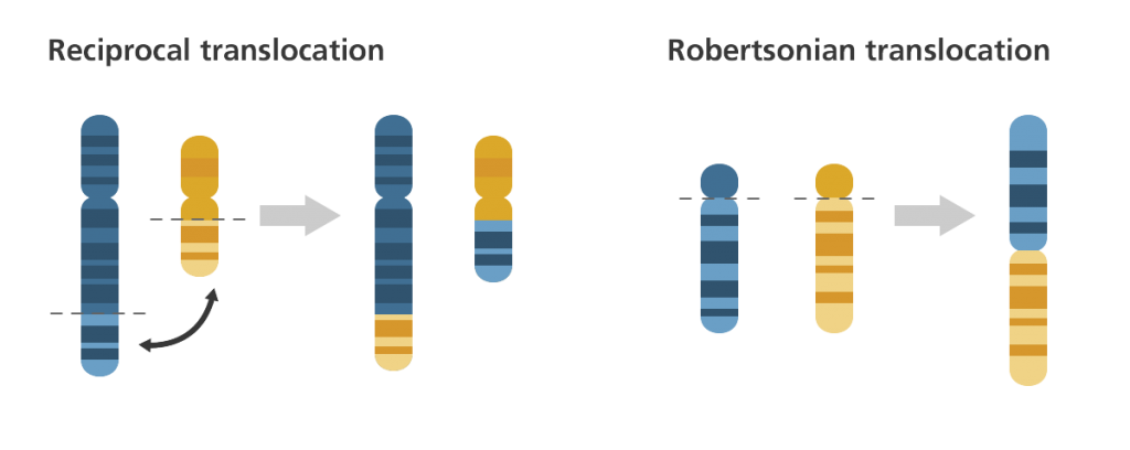Reciprocal translocation and Robertsonian translocation in chromosomes