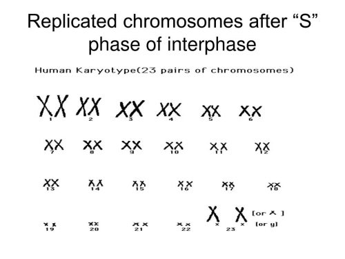 Karyotype of an interphase-stage cell