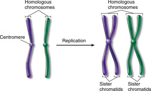 The interphase stage of meiosis