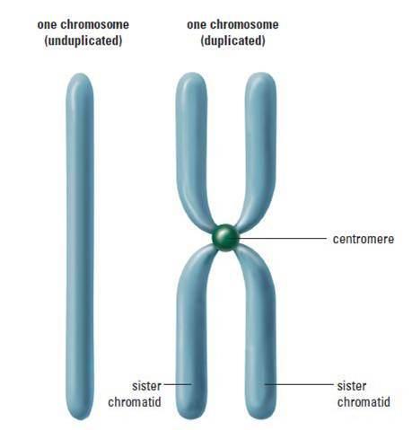 Image of a duplicated chromosome