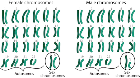 Difference between male and female cells: the x and y chromosomes